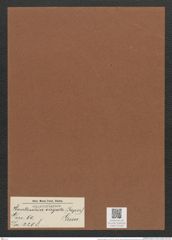 Hantzschia virgata Grun. (de-Toni-Nr.: Genus 50, Species 2208) Zeichnungen Sammlung Grunow Mappe 02430 (Herbarium_W_Grunow_drawings_Folder_02430)